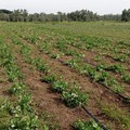 Coldiretti Puglia: nel 2023 l'agroalimentare guadagna valore