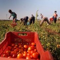 Coldiretti Puglia:  "Tutti i contadini sono caporali? Basta campagne denigratorie senza frontiere "