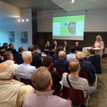 Tra xylella e gelate: quale futuro per l'olivicoltura pugliese