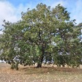 Andria nell'elenco degli alberi monumentali d'Italia del Mipaaf per l'anno 2022