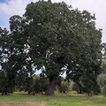 Passeggiata Ecologica all’alba: alla scoperta della quercia secolare “Maccarone”