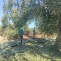 Raccolta olive: buona la produzione pugliese, che salva l'Italia dal calo dovuto al gran caldo