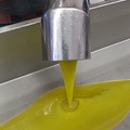 Scoperta truffa dell’olio di semi colorato con la clorofilla e venduto come extravergine di oliva