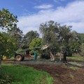 Confagricoltura Bari BAT:  "Bene la legge regionale sull'oleoturismo "