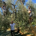 Nubi sempre più minacciose sul futuro dell'olivicoltura di qualità