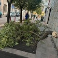 Grosso ramo si stacca da un albero in via Cappuccini: per fortuna nessun passante coinvolto