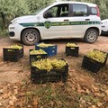 Sventato furto di uva da tavola da parte delle Guardie Campestri