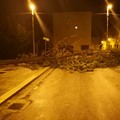 Cade un albero in via Monopoli, paura in strada