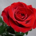 Una rosa per ogni nuova mamma, l'iniziativa dell'associazione  "Xero "