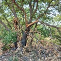 Roverelle vandalizzate nel bosco di San Leonardo