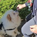 “Merenda a 4 zampe in RSA”: una giornata di affetto, comunità e sorrisi nel segno di San Francesco d’Assisi