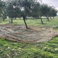 Rubano olive da un terreno a Ruvo di Puglia: uno fugge, l'altro di Andria fermato