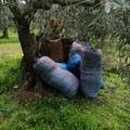 Le Guardie campestri, recuperano ad Andria 7 quintali di olive in zona S. Angelo