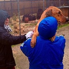 Associazioni animaliste a lavoro per salvare i cani del Dogs's Hostel di Trani