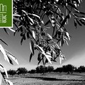 La Strada dell’Olio Extravergine Castel del Monte presenta il contest fotografico “Scatti d'olio”