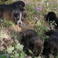 Continua la piaga degli animali lasciati per strada: ritrovati 16 cuccioli abbandonati in contrada Montegrosso
