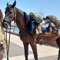 Cristian Moroni gira l’Italia a cavallo per beneficenza: il 10 gennaio cena solidale anche ad Andria