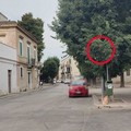 Segnale stradale di divieto di accesso a via Bruno Buozzi, occultato fra i rami di un albero