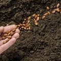 Facciamo rivivere la speranza, seminando la pace