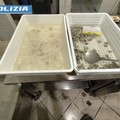 Intensificati i controlli amministrativi della Polizia di Stato nelle pescherie di Andria