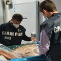 Agnelli e maiali sequestrati ad Andria dai Carabinieri del NAS