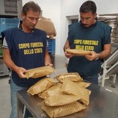 35.000 chili di pasta sequestrati in due aziende della BAT