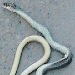 Un grosso serpente in Viale Venezia Giulia: tanta paura