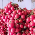 Andria e le tradizioni contadine: E’ tempo di serti di pomodori