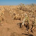 Perché la siccità: storia del territorio, cause e soluzioni