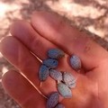 Siccità: oliveti sotto assedio per caldo e acqua che non c'è