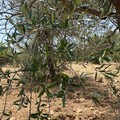 Caldo estremo in Puglia: ultimo giorno di "passione ", poi le temperature scenderanno
