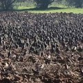 Autorizzata caccia in deroga contro invasione di storni in campagna, in previsione campagna olivicola
