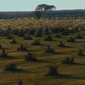 Arriva ad Andria il film documentario sulla più grave pandemia botanica del secolo