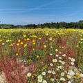 Al via le domande per la transizione ecologica nel settore agricolo