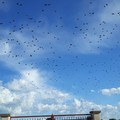 Ancora irrisolto il problema degli storni che imperversano nelle campagne pugliesi