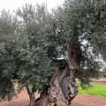Si allunga l'elenco degli ulivi monumentali censiti in Puglia  