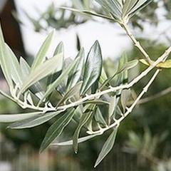 “Piantiamo il futuro”: la Spi-Cgil mette a dimora ulivi al “Colasanto” e nella Masseria San Vittore
