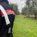 Verifiche ad Andria dei Carabinieri sul fronte della sicurezza dei lavoratori nei cantieri edili e nelle aziende agricole