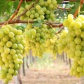 Vino, Coldiretti Puglia:  "Bene riduzione rese uva/ettaro per Igp "