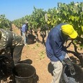 A causa della siccità, scatta in anticipo la vendemmia 2024