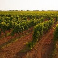 Vino, Coldiretti Puglia: oltre 18mila ettari bio trainano il settore. Servono certezze sul rame