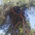 Taglio di 100 alberi per la pineta comunale:  "Maggiore considerazione per il verde pubblico cittadino "