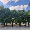 Clima: più alberi in città aiutano ad abbassare le temperature fino a 1,5 gradi