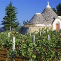 L'Unione Europea concede proroga per nuovi impianti vigneti
