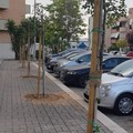 Bell'esempio di amministrazione di prossimità: donati 7 alberi di carrubo dal Presidente Vurchio