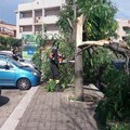 Intervento dei Vigili del Fuoco da Corato per pericolo caduta alberi in via Carpaccio
