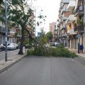 Via Montegrappa interrotta: un grande ramo sbarra la carreggiata