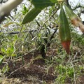 Xylella, Coldiretti:  "Bene stop mutui Ismea. Adottato provvedimento che rinvia rate per 3 anni "