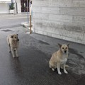 Andria: i cani attendono da circa due settimane la loro padrona fuori dall’ospedale in cui è ricoverata