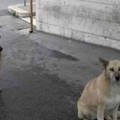 I due cani meticci attendono all’ingresso dell’ospedale, ma l’uomo ricoverato non è il loro padrone